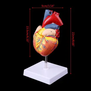 Izjauktas Anatomisko Cilvēka Sirds Modelis, 1:1 Medicīnas Aksesuārus Modelis Bez Pastmarkas Anatomija Medicīnas Mācību Līdzeklis, Noņemams 2 Daļās