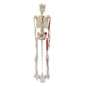 Cilvēka Skeleta Modelis, Anatomija 17